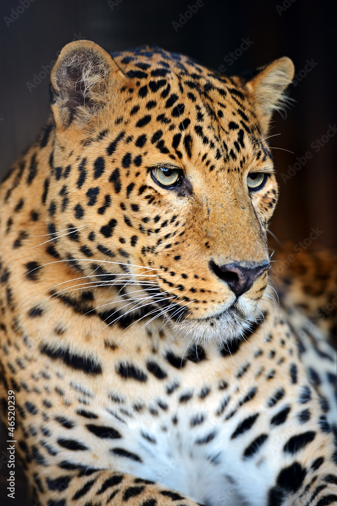 Leopard