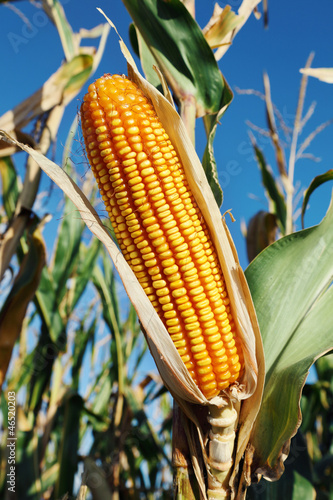 yellow corn in field