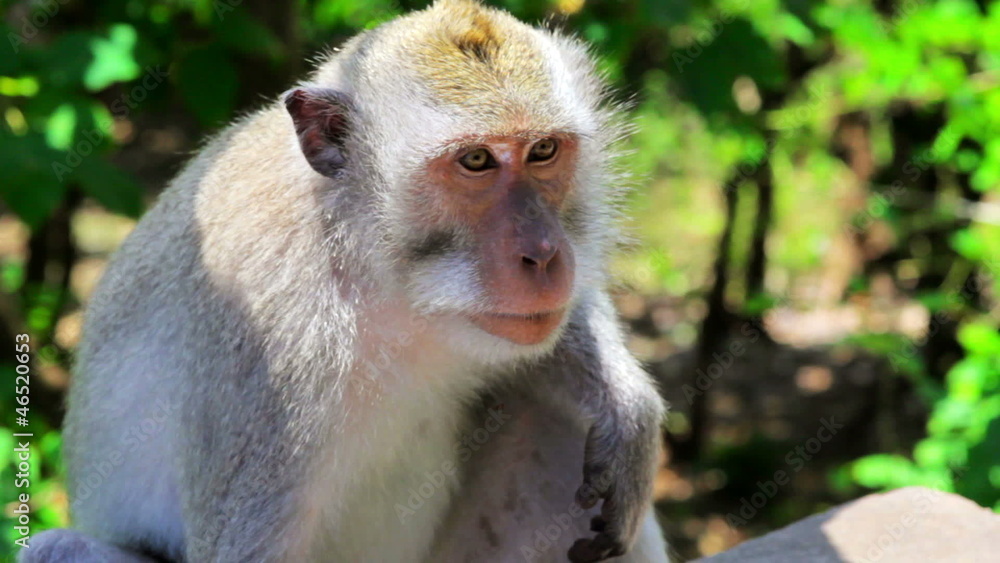 monkeys in uluwatu temple, bali monkeys in uluwatu temple, bali