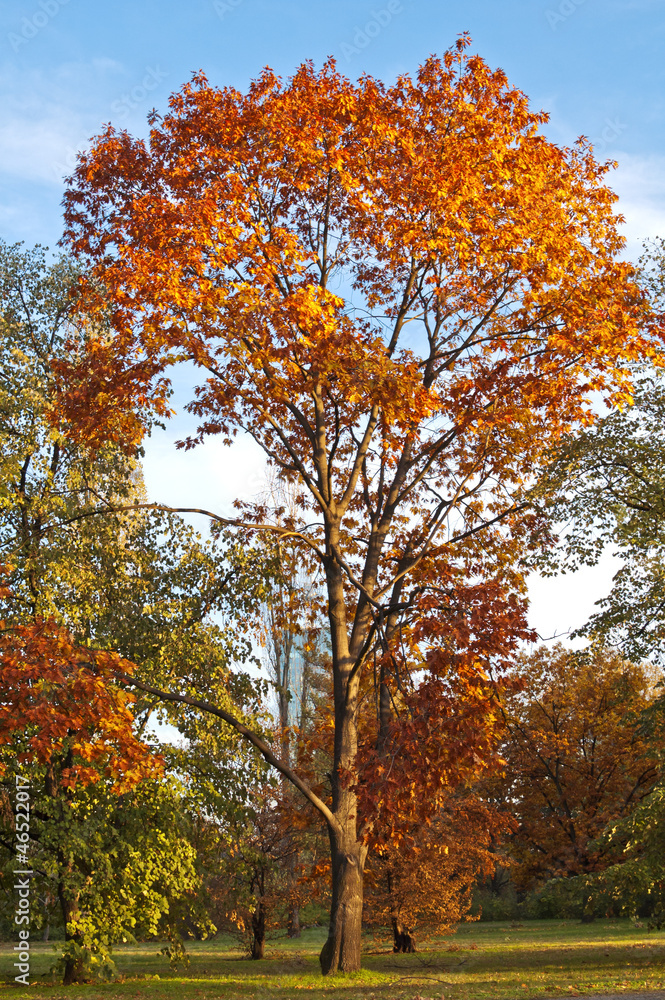 Colorful maple tree in the autumn park