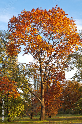 Colorful maple tree in the autumn park