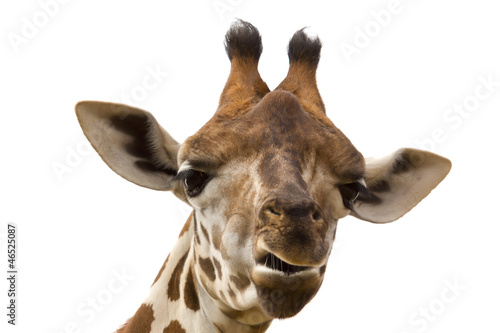 retrato de una girafa sobre fondo blanco