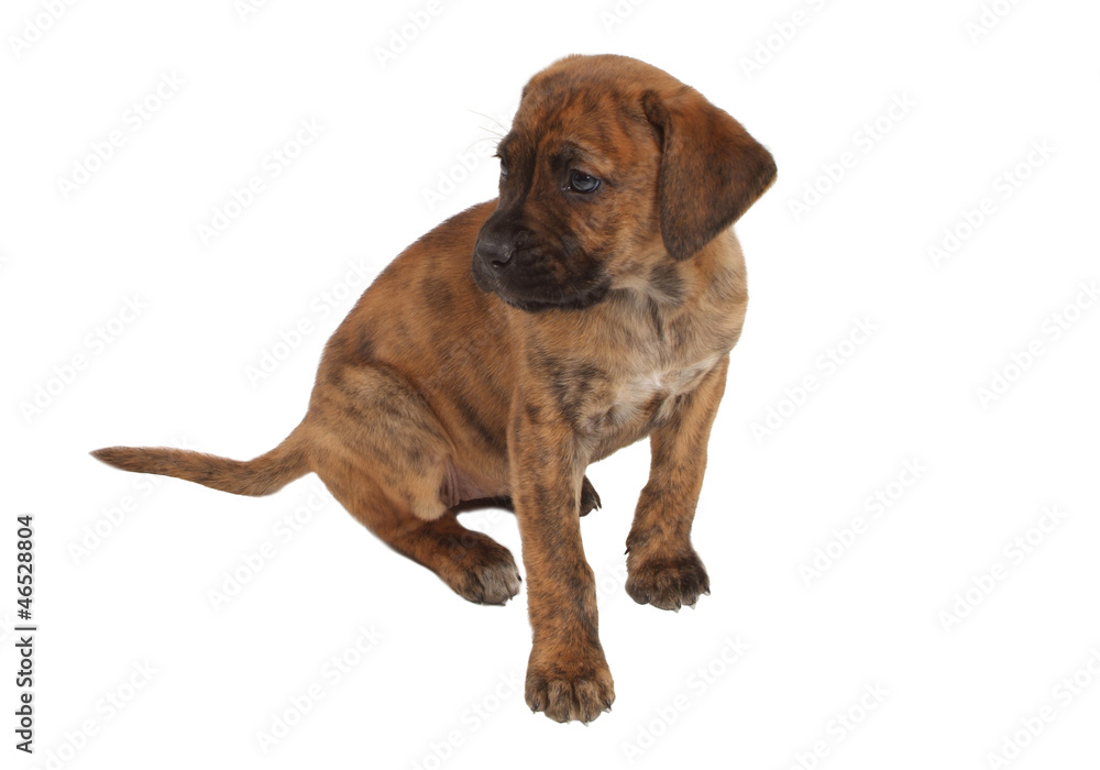 Obraz premium Chiot batard