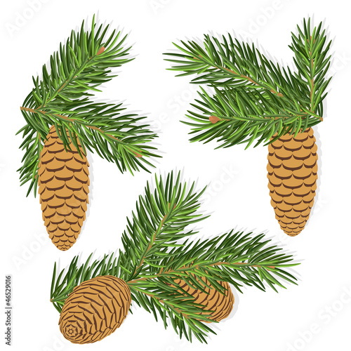 Fir pine cones