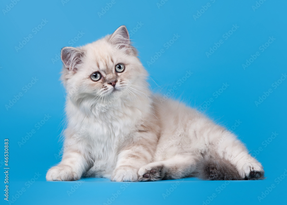 Fototapeta premium small blue color point british kitten on light blue background