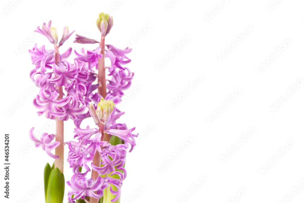 Pink hyacinths Pink hyacinths
