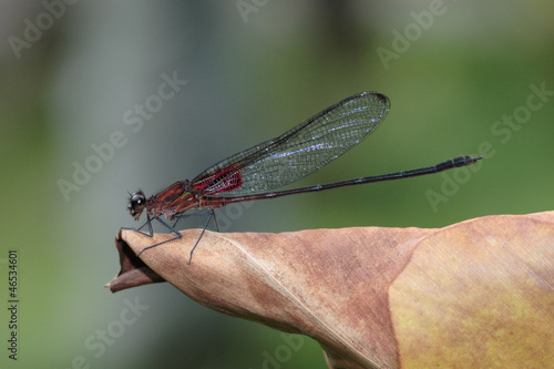 Libellula - (Hetaerina cruentata) photo