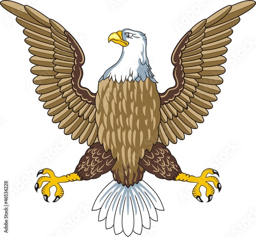 American bald eagle Vector