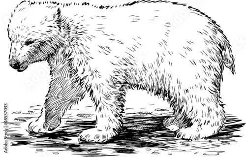 polar bear
