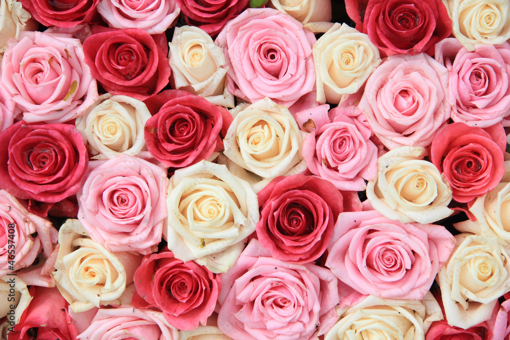 White and pink roses in arrangement White and pink roses in arrangement