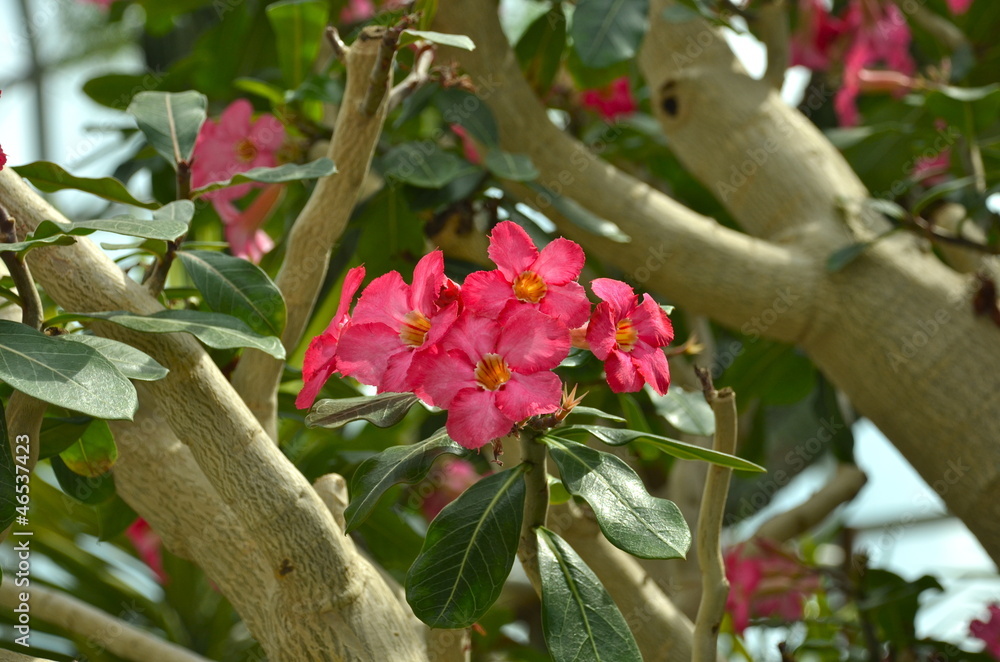 Naklejka premium Succulent desert rose