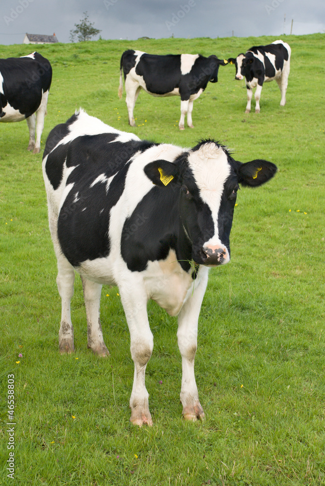 Cow 1 Cow 1