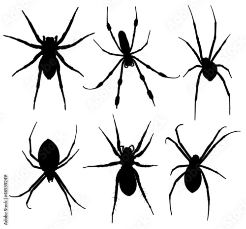 Spider