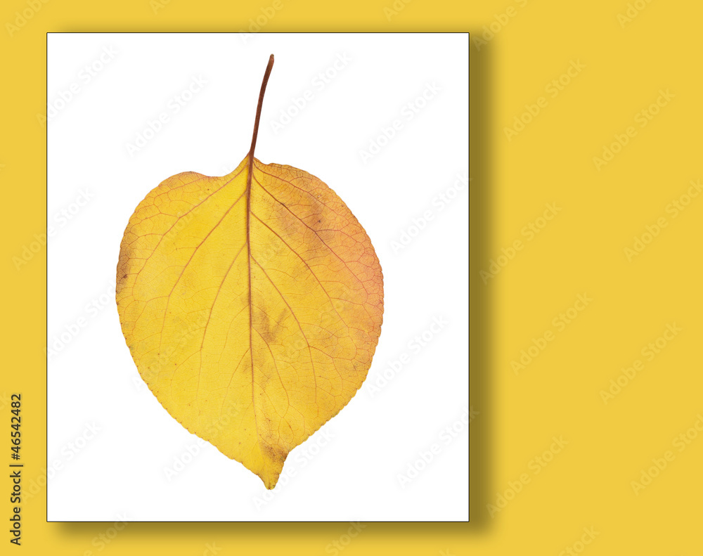 Obraz premium yellow leaf . macro