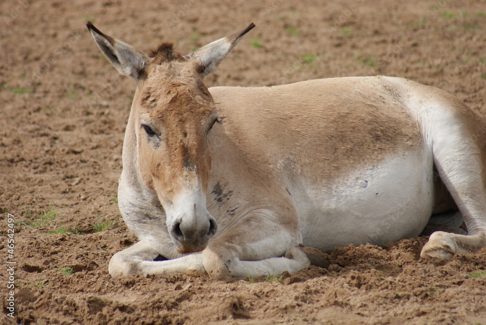 Onager - Equus hemionus Onager - Equus hemionus