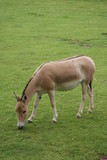 Onager - Equus hemionus