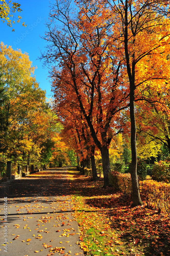 Naklejka premium Herbstlaub