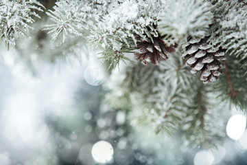 Fir branch on snow