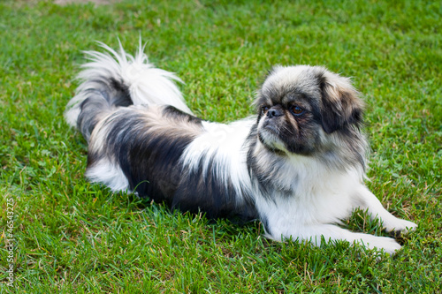 Photography beautiful pekingese on grass