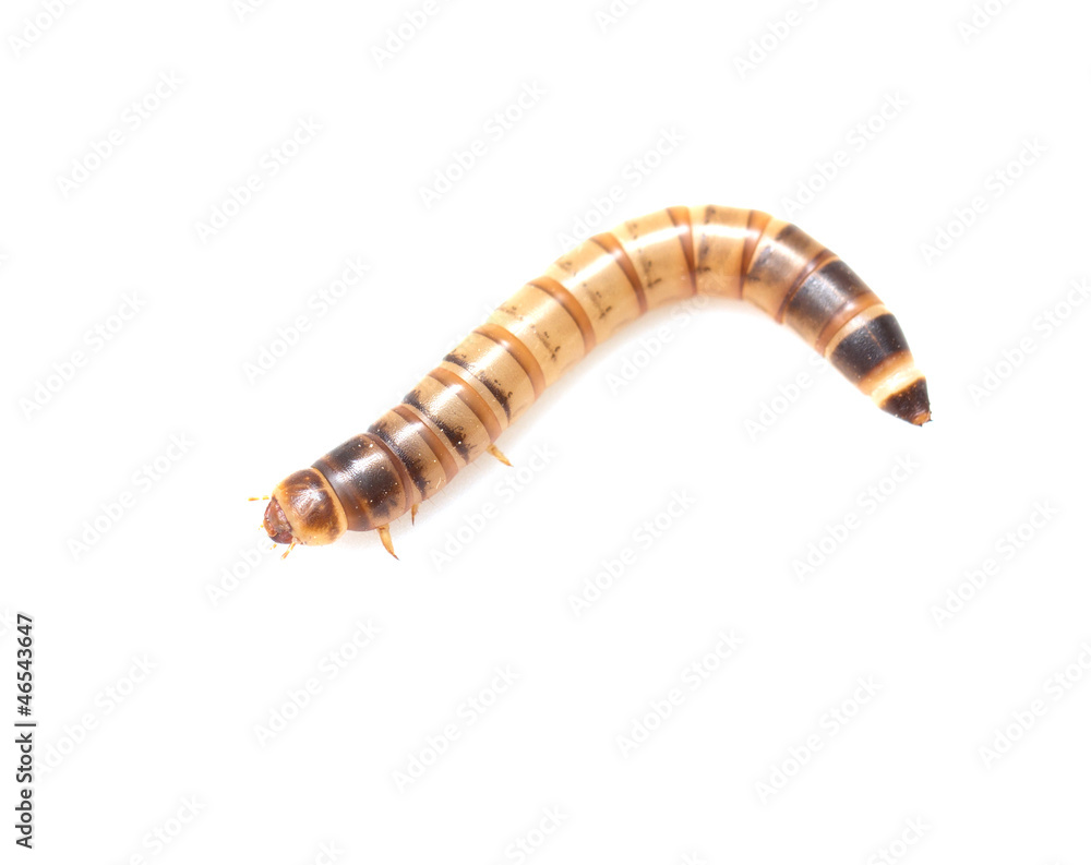 worm on white background. macro worm on white background. macro