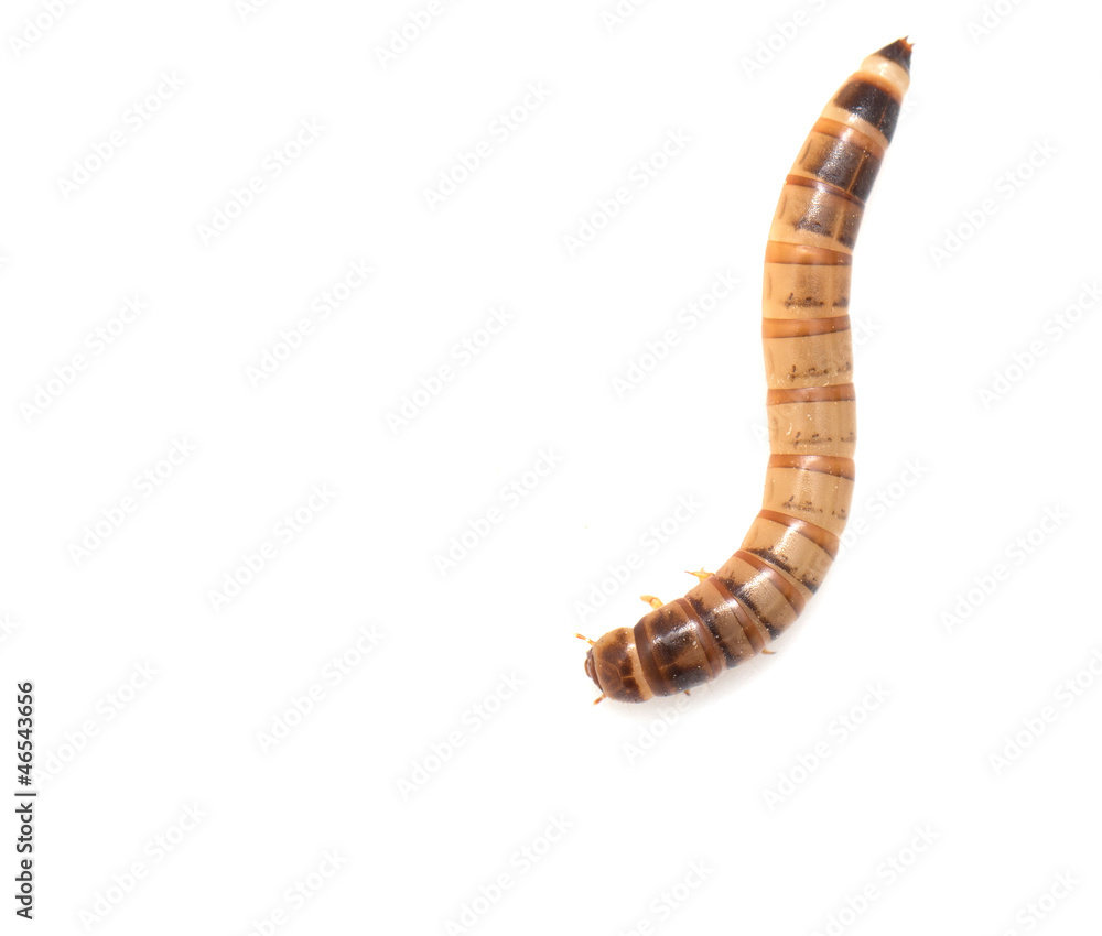worm on white background. macro worm on white background. macro