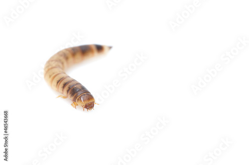worm on white background. macro