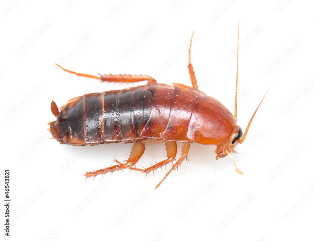 cockroach on white background. macro