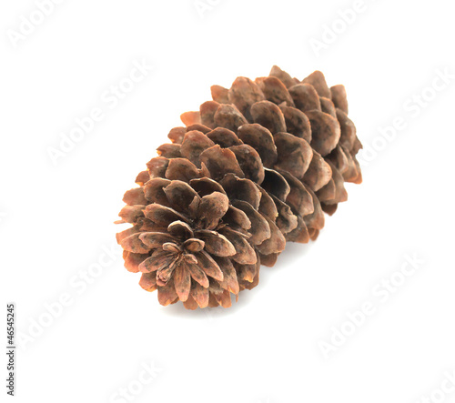 fir-cone on a white background