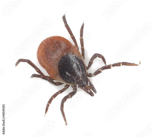 Photographie Tick isolated on white background, extreme close-up
