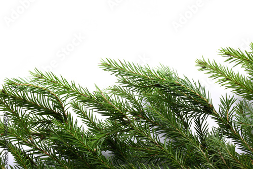 Background with fir