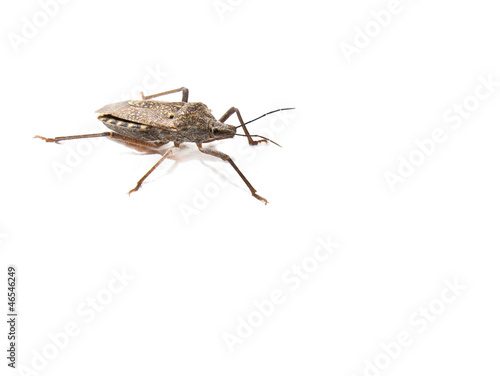 stink bug on white background