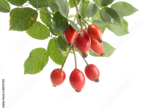 ripe hip roses on branch with leaves, isolated on white.