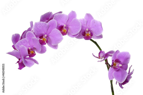 Fototapeta Naklejka Na Ścianę i Meble -  Flower beautiful pink orchid - phalaenopsis isolated