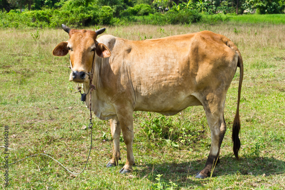 Cow in the meadow