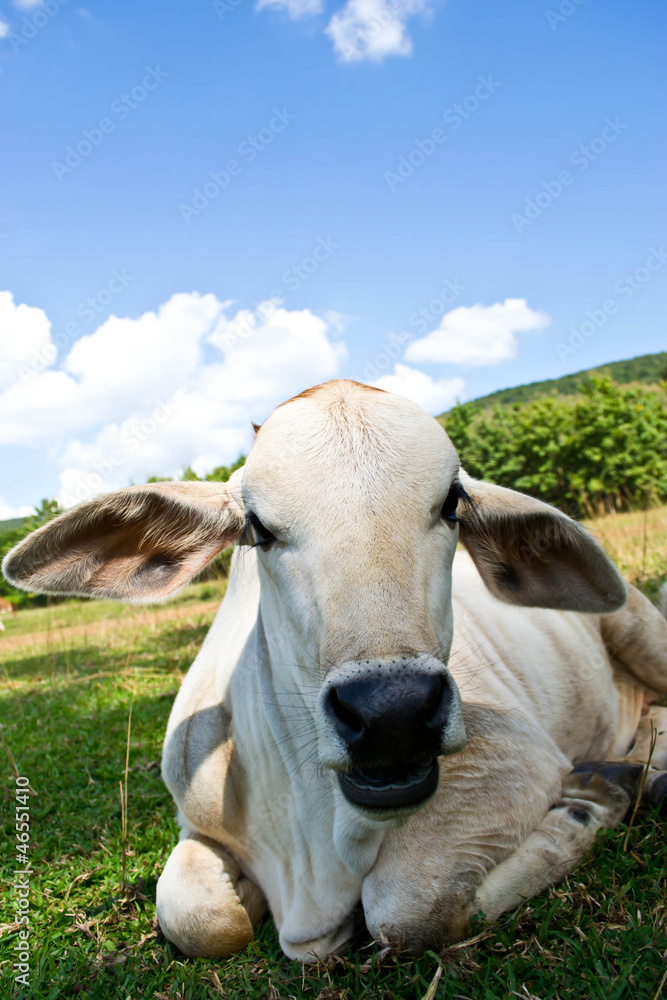 Fototapeta premium Cow in the meadow