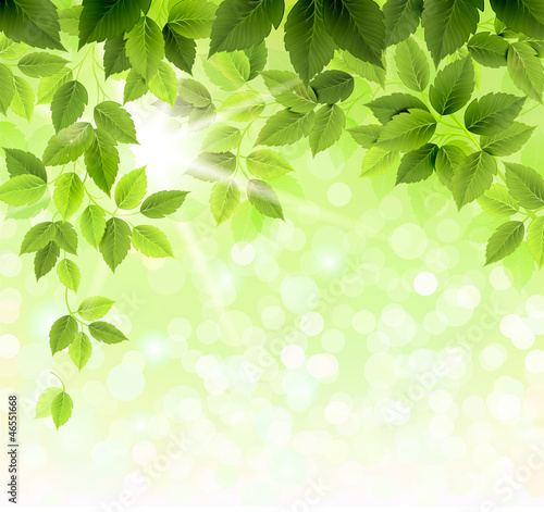 Summer branch with fresh green leaves