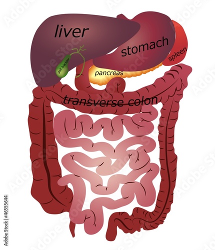 Gastrointestinal tract