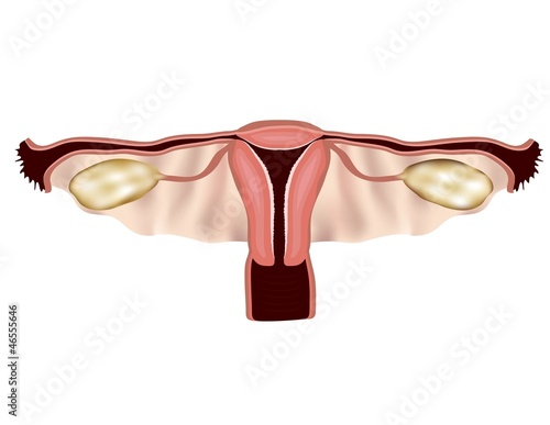 Female reproductive system