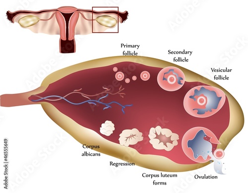 Female reproductive system. Female Ovary