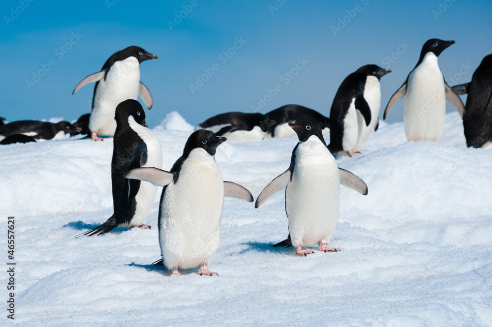Fototapeta premium Penguins in the Antarctic sea