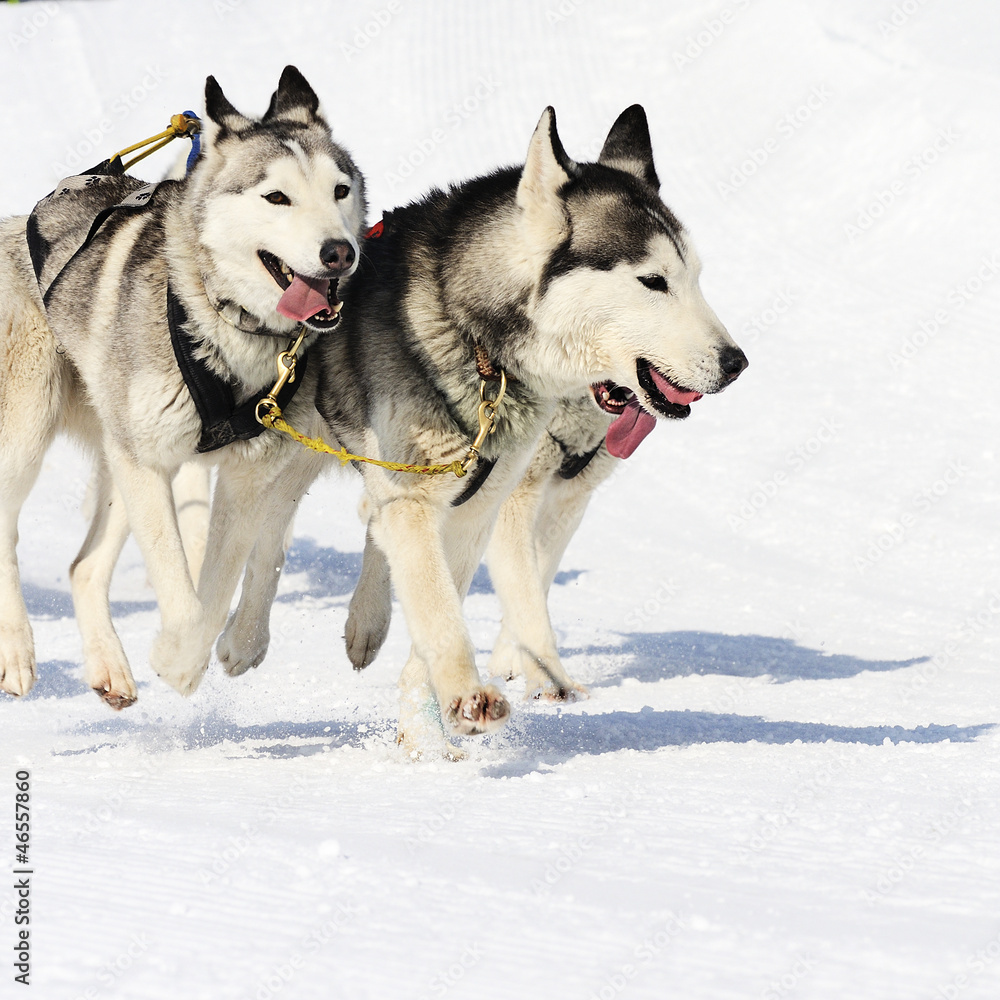 sportive dogs