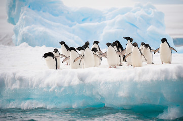 Poster Antarctica Pinguïns wandelend door de sneeuw  © Asya M