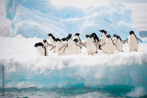 Canvastavla Penguins on the snow