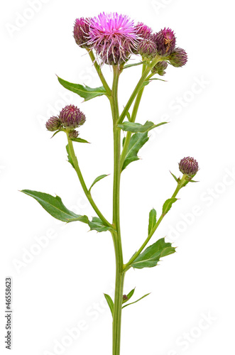 Cirsium arvense flower