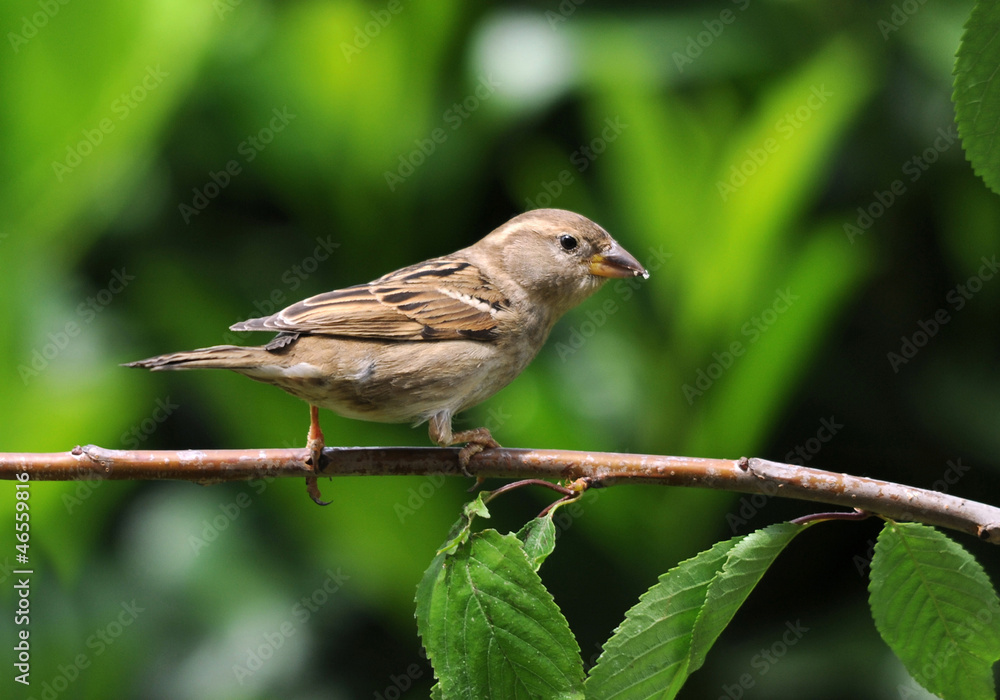 Moineau domestique femelle Moineau domestique femelle