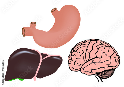 human organs. liver, stomach and brain medicine illistration