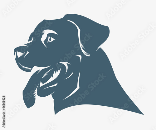 Rottweiler dog