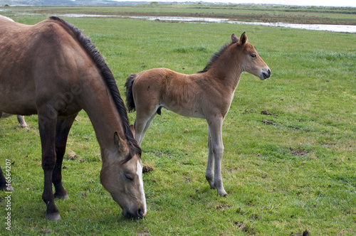 Young Horse and filly
