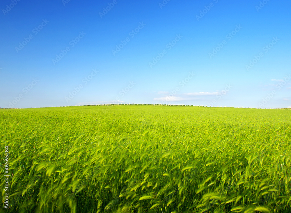 Bright meadow and sky. Fresh summer composition Bright meadow and sky. Fresh summer composition