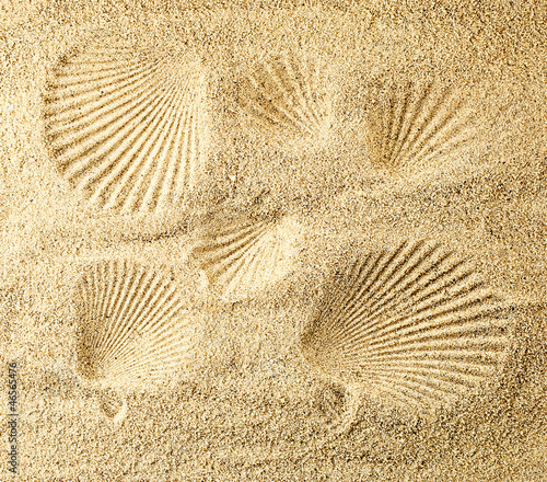 Seashell prints.